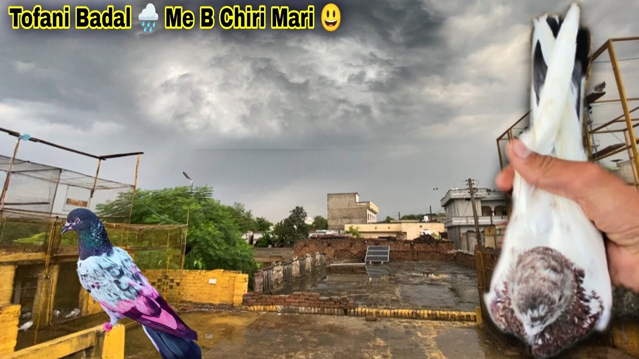 Dosto Barish ⛈️ K Bad Indian Lakha Kabootar Pakrra 🔥 انڈین لاکھا کبوتر آیا 😍