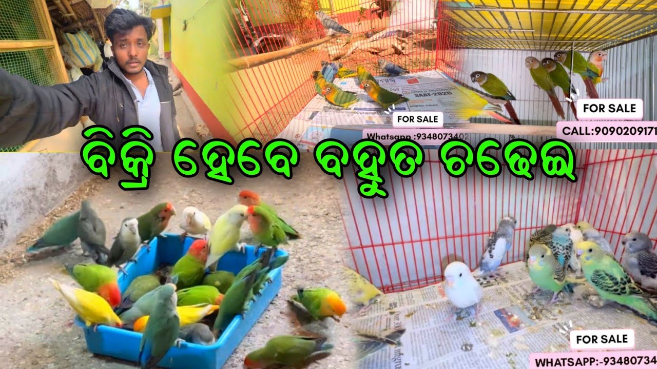 ବିକ୍ରି ହେବେ ବହୁତ ସାରା Birds 🤔