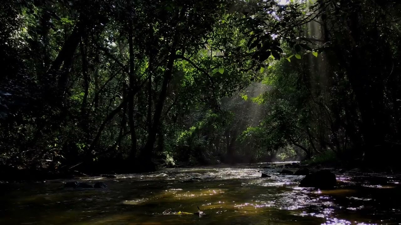 morning light in forest.#kerala #malampuzha