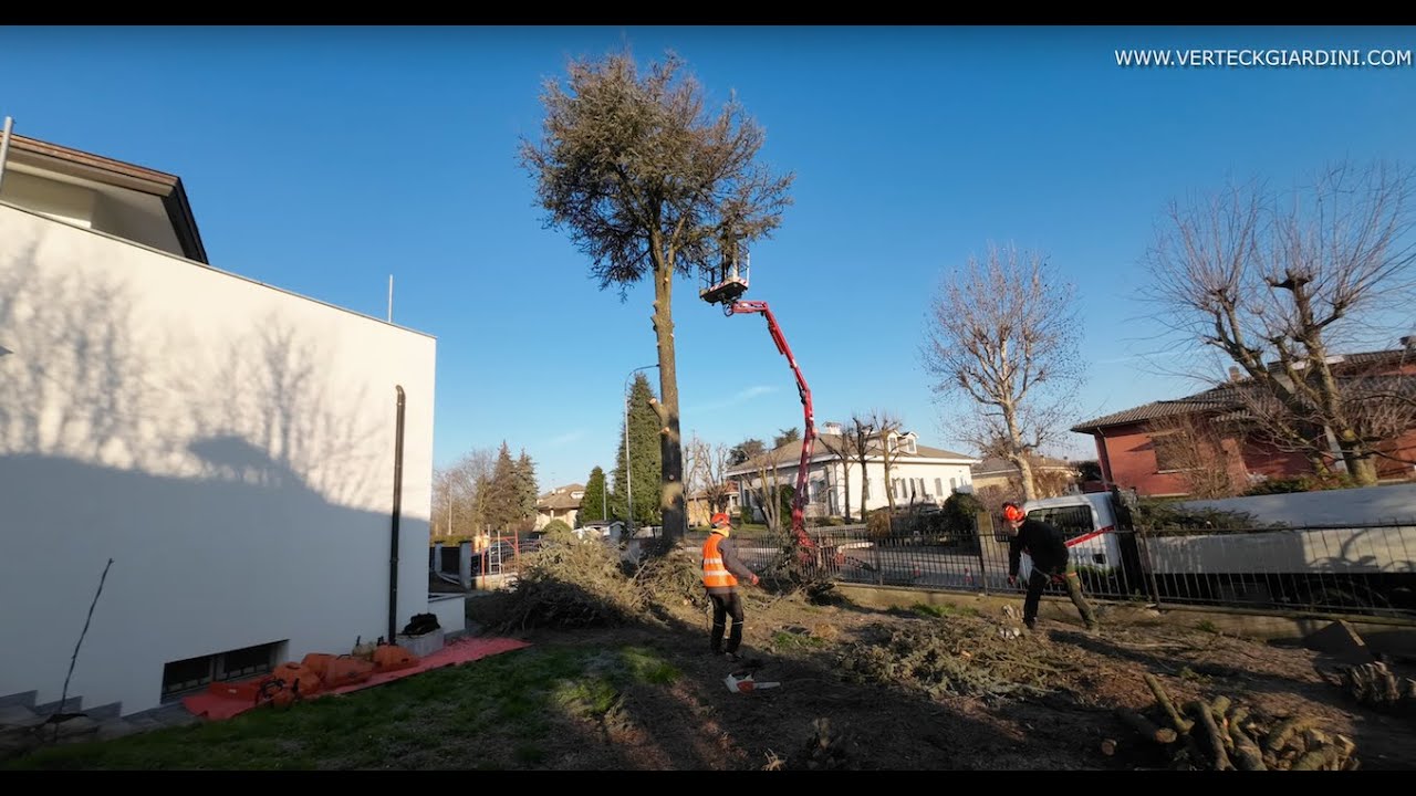 Abbattimento Cedro PERICOLOSO con RAGNO