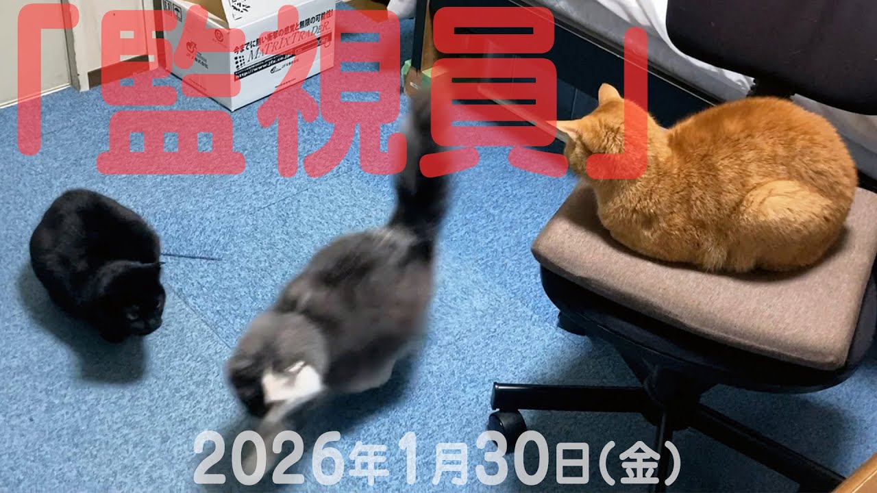 我が家の猫たち「監視員」2026年1月30日(金) 