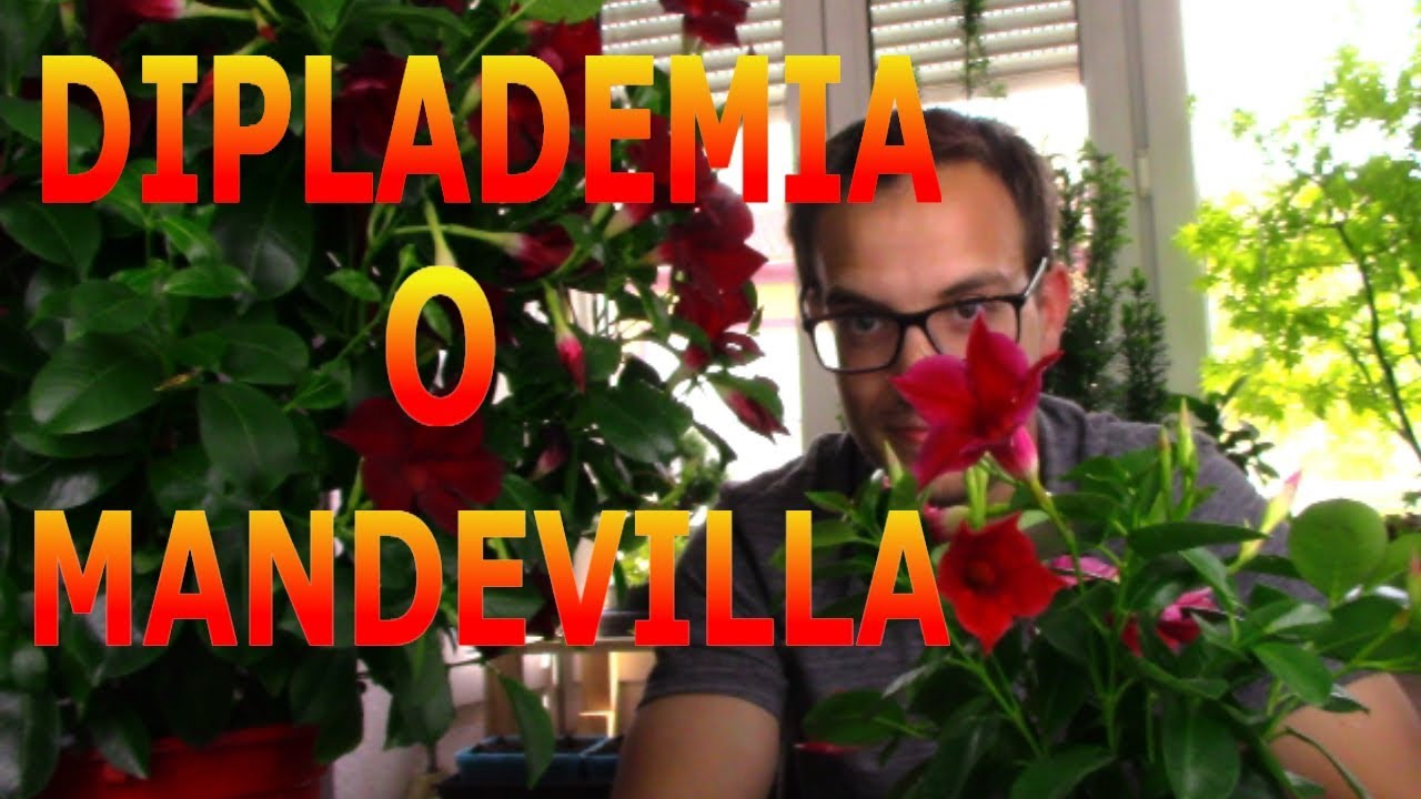 Cómo cuidar una Diplademia o Mandevilla