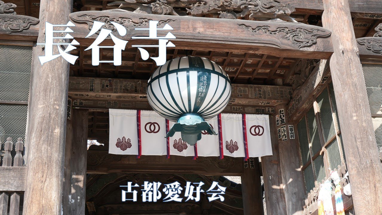 【長谷寺】2025 花の御寺　冬牡丹 咲いてます・・・