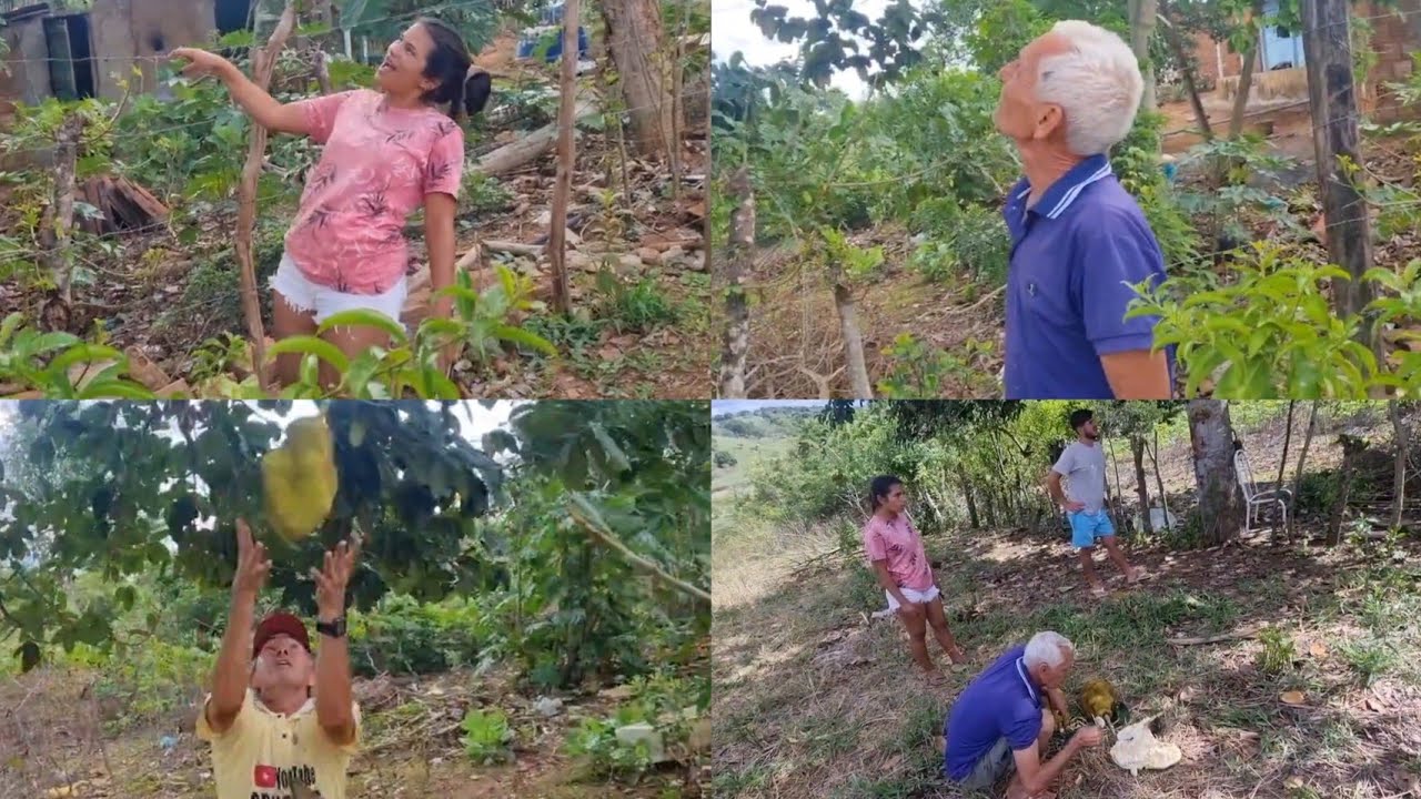 NAEL PATRÍCIA ARNALDO VELHINHO DA ROÇA E MACIEL FARTURA DE FRUTAS NO SÍTIO 