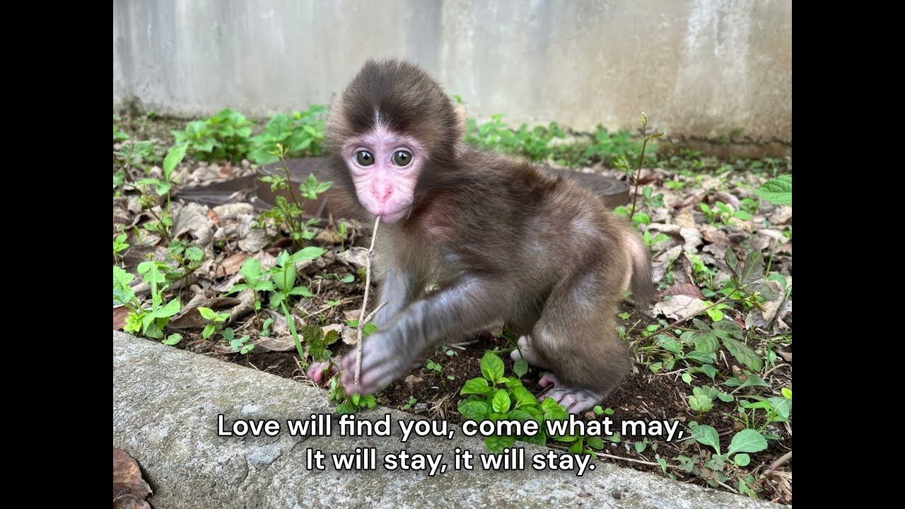 Punch the Monkey