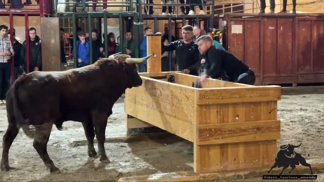 SALSADELLA 6/02/26 TARDE LLENA DE DETALLES DE LA GANADERÍA FERNANDO MACHANCOSES 👏🫡🐂