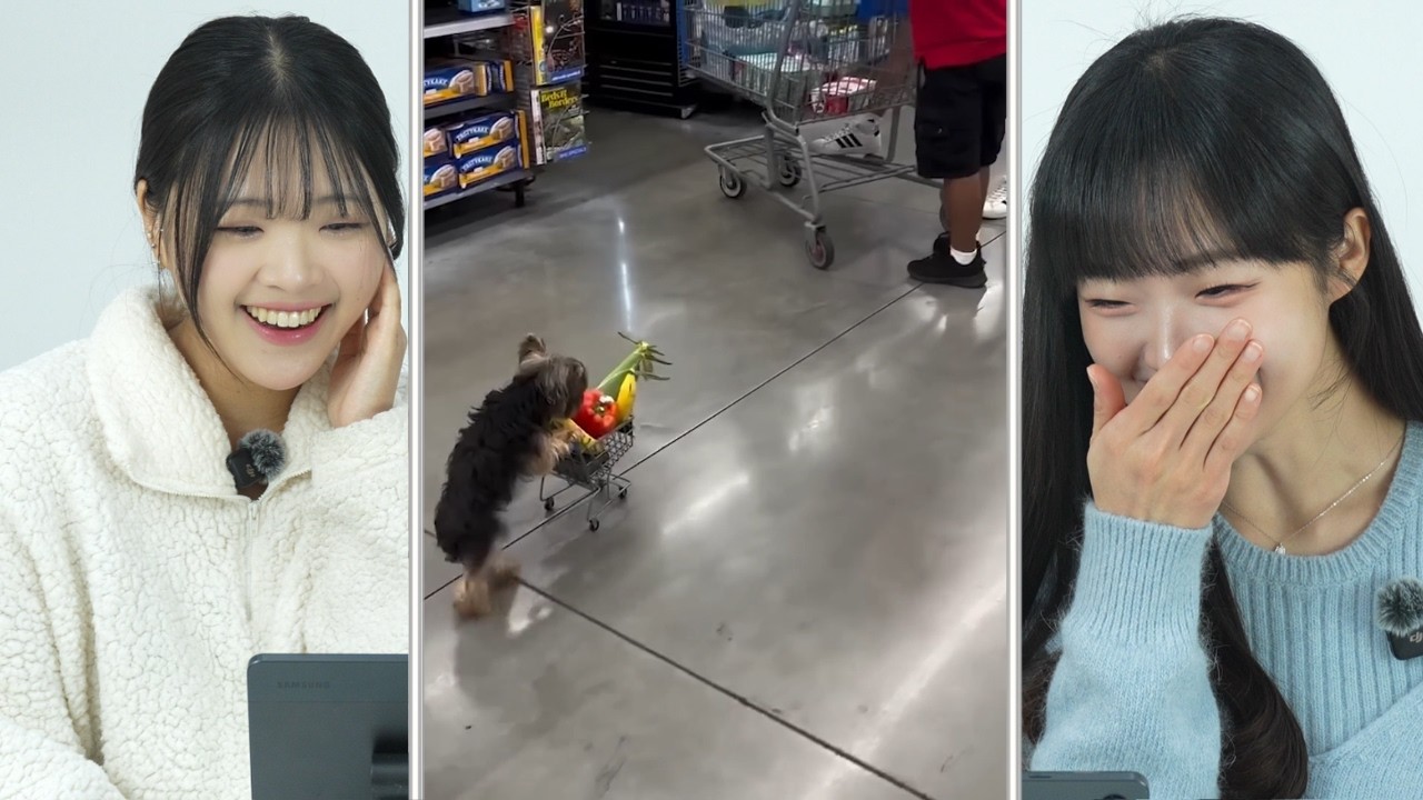 Koreans React to Cute Pet Videos | CY