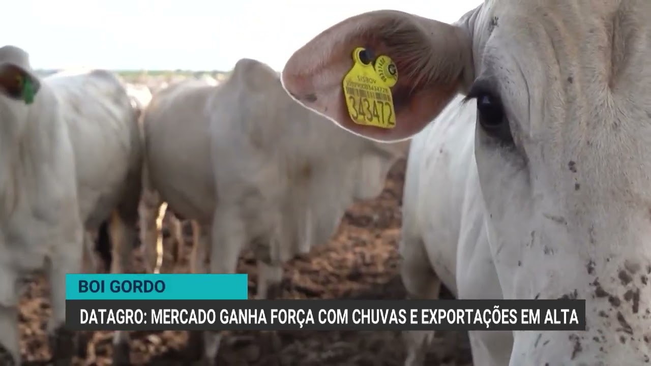 Boi gordo: mercado ganha for&ccedil;a com chuvas e exporta&ccedil;&otilde;es em alta