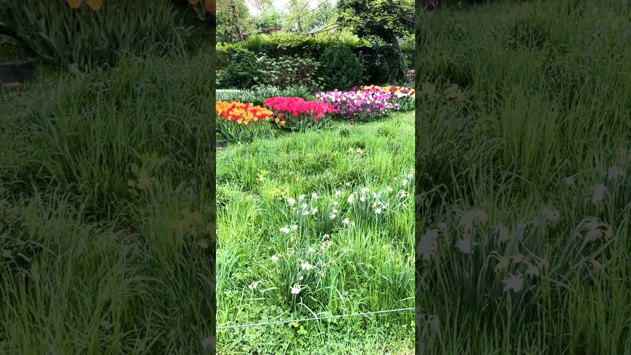 Как заставить тюльпаны цвести год за годом #садоводство #сад #весна #цветы #тюльпан