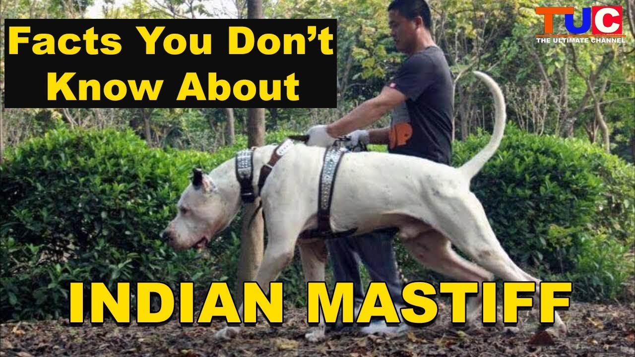 INDIAN MASTIFF Facts You Don't Know about : TUC