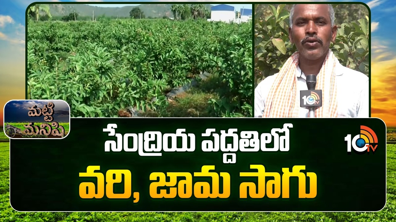 సేంద్రియ పద్దతిలో వరి, జామ సాగు | Organic farming In Paddy And Guava | Matti Manishi | 10TV News