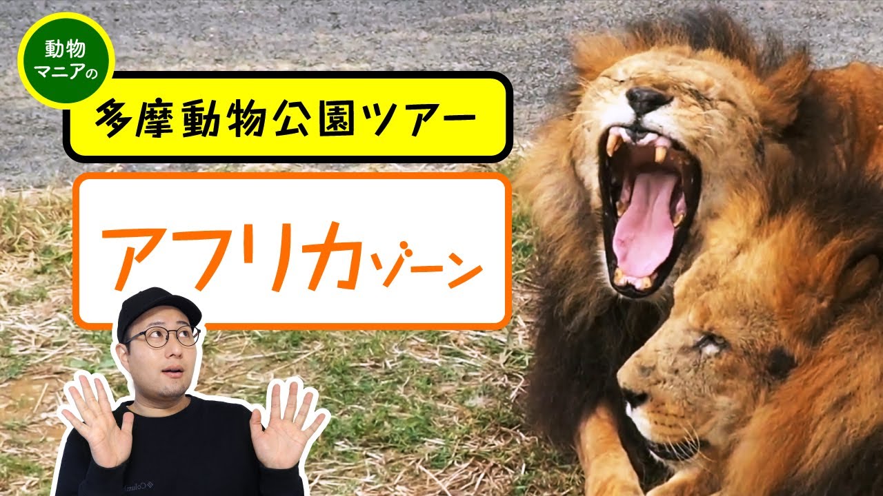 【動物園さんぽ】多摩動物公園アフリカゾーン（前編・ネコ科）