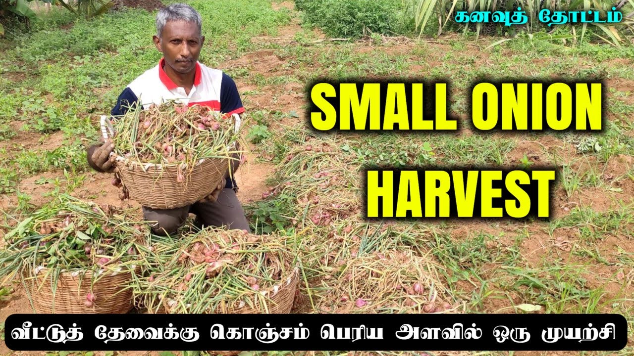 கனவுத் தோட்டம் | வீட்டுத் தேவை அளவுக்கு சின்ன வெங்காயம் முதல் முயற்சி | Tips for growing small onion