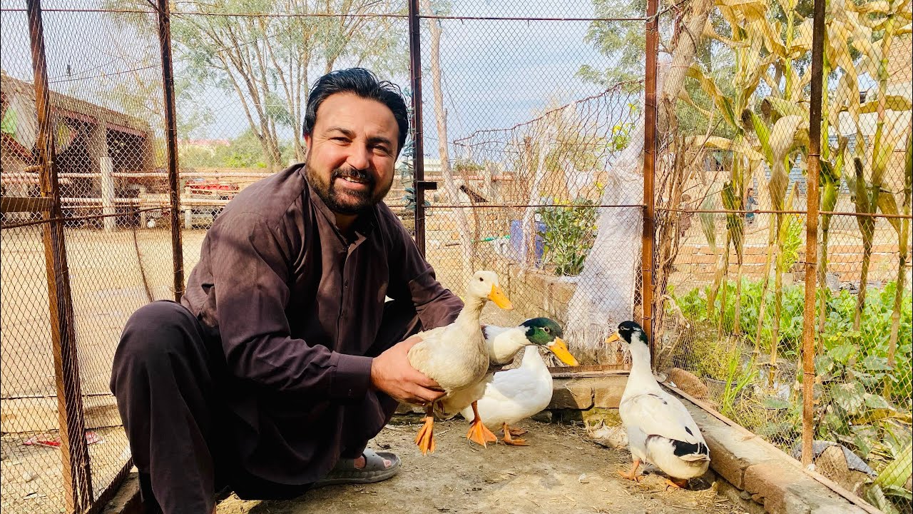 Aj hamara zoo ma khobsurat ducks ka new pair aya ha ❣️❣️🐧🐧🪿🪿🦆🦆