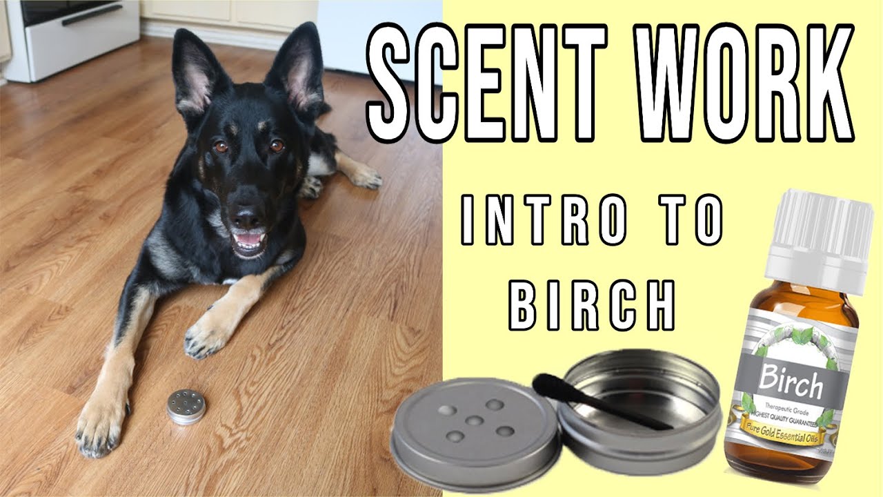 Введение в запах березы — обучение собаке K9 Scentwork Nosework Sport Detection