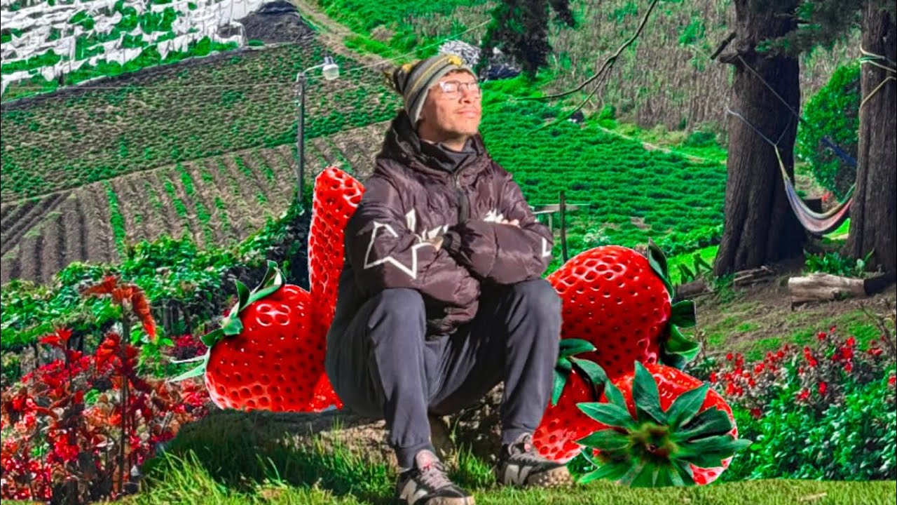 TURISMO ALTERNATIVO : PROBANDO EN UN MONTAÑA LAS FRESAS MÁS DULCES DE EL SALVADOR . PITAL AVENTURA