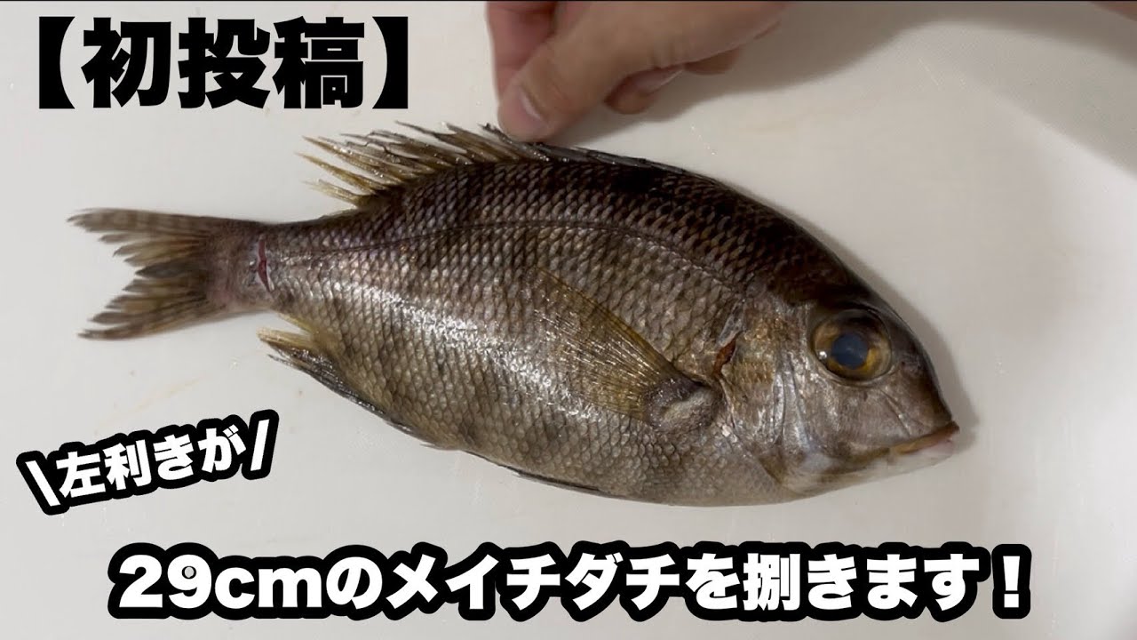 【初投稿】メイチダイを捌く