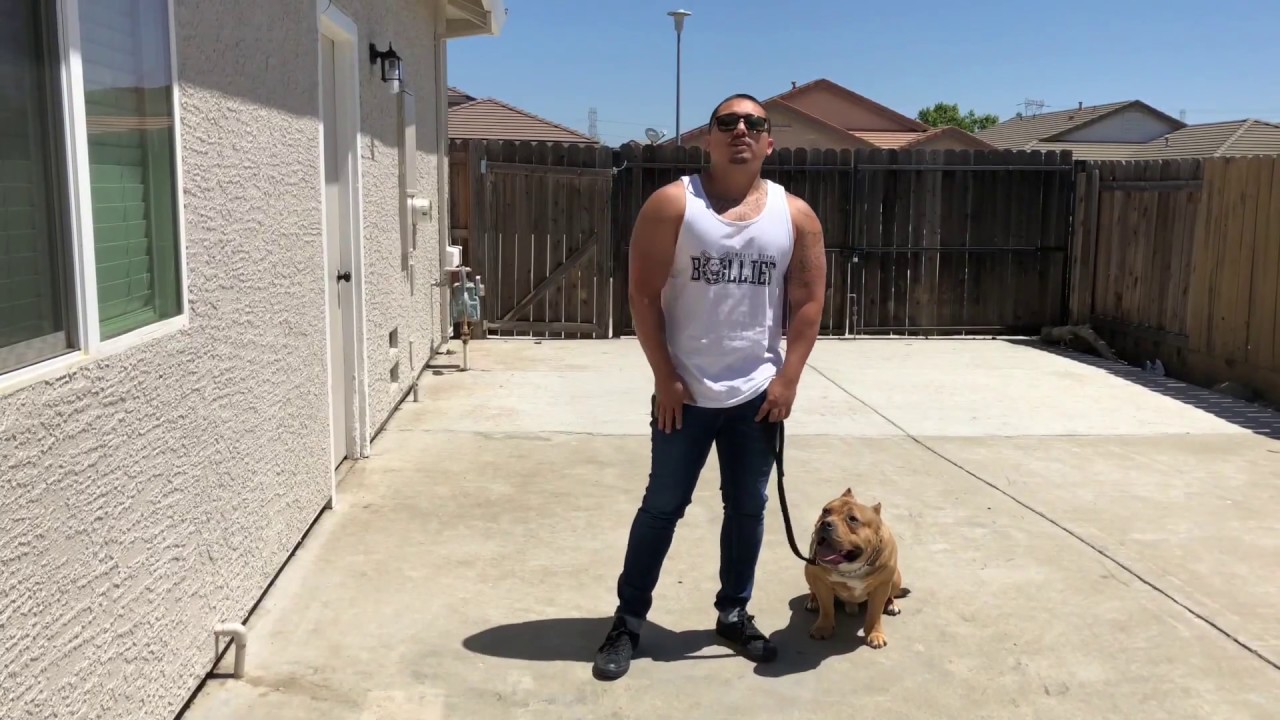 American Bully leash training