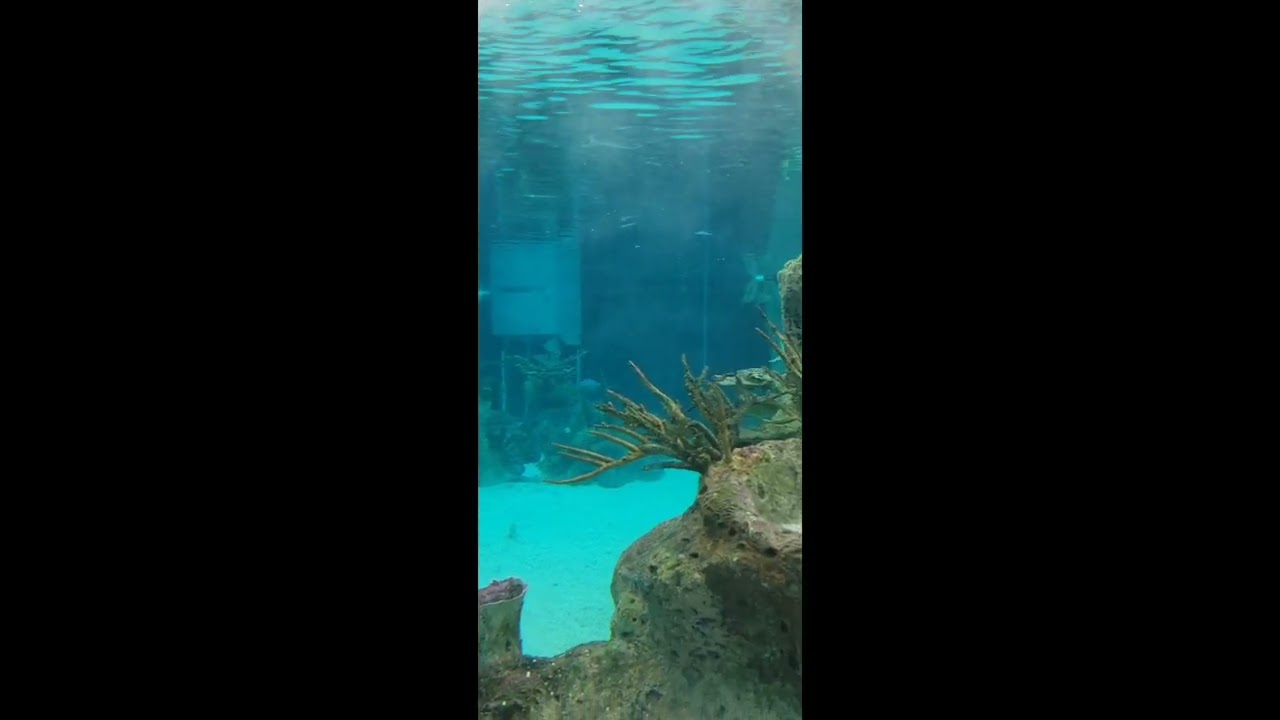 NYC Aquarium