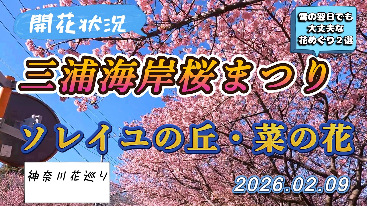 「雪の次の日でも楽しめる！」神奈川県花めぐり２選、三浦海岸桜まつりとソレイユの丘の菜の花めぐり【４K】三浦半島　花めぐり