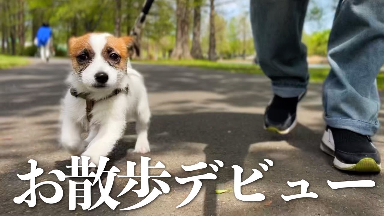 【3ヶ月】子犬がお散歩デビューしたけど大変すぎた‥/ジャックラッセルテリア