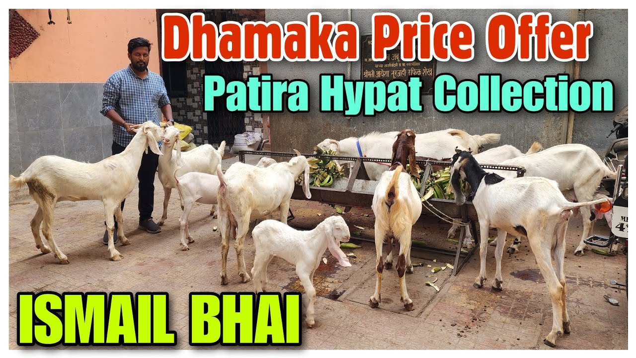 Dhamaka Price Offer Hypat Patira Goat ISMAIL BHAI | Saste Patira Bakra Bakri |@Rizwankranti