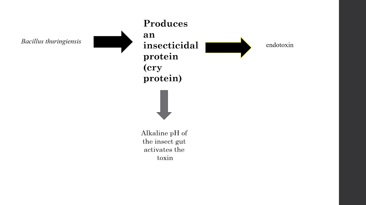 Bt cotton II cry gene II cry protein II Bacillus thuringensis II how Bt works?
