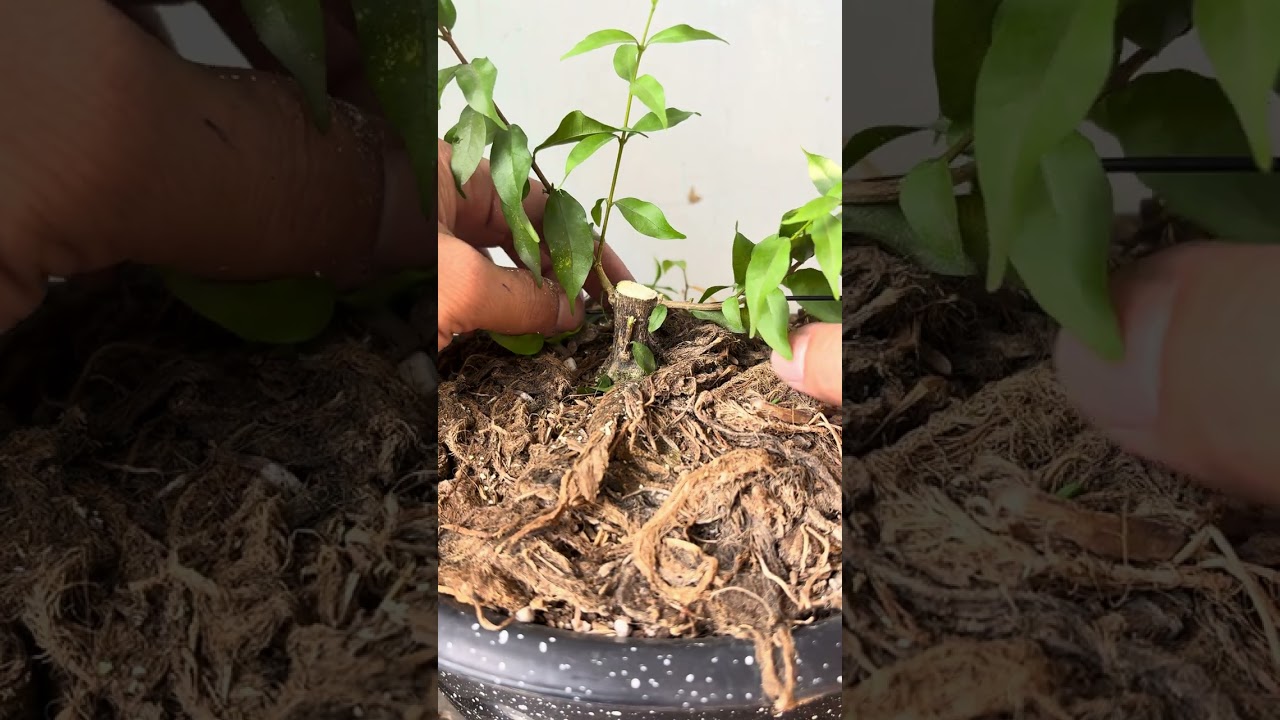 Định hình lại mai chiếu thuỷ siêu mini - AE xem vui
