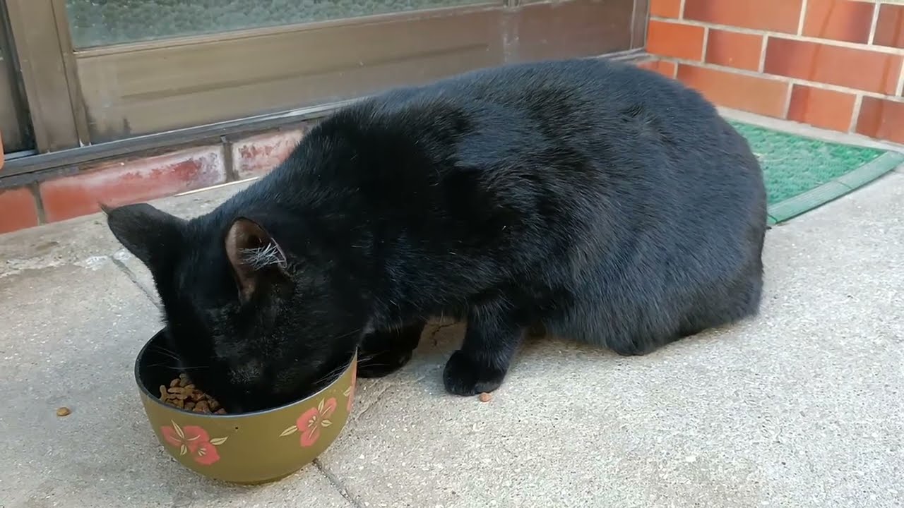 黒ネコのクロさん、ガツガツタイム。