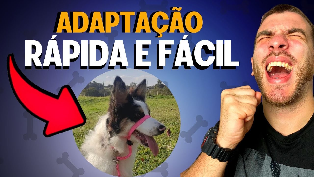 Como Fazer Adaptação Da Coleira Cabresto No Seu Cachorro