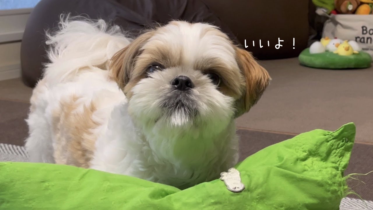【シーズー】偏食大臣っっっ！！”犬用非常食”のご試食いいですか？