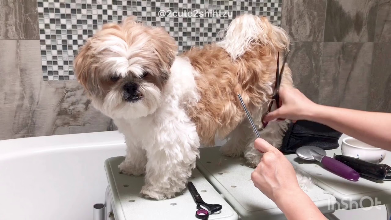 [shih tzu] ZaiZai tidy up