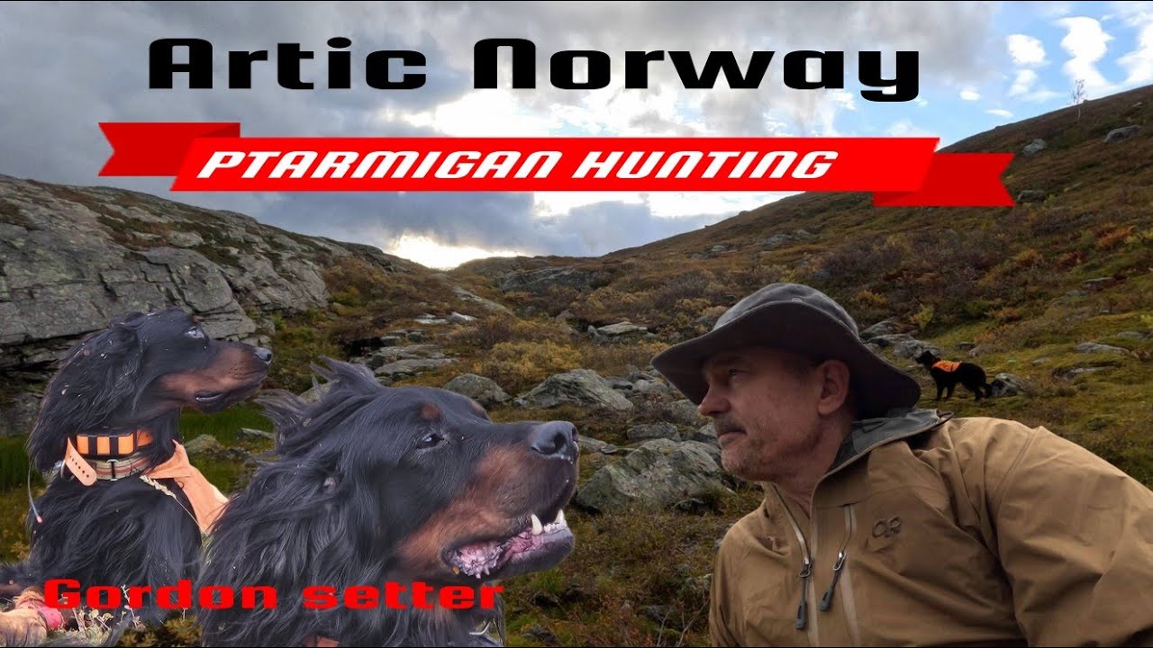 Gordon Setter Grouse Hunting in Troms – September Success 24