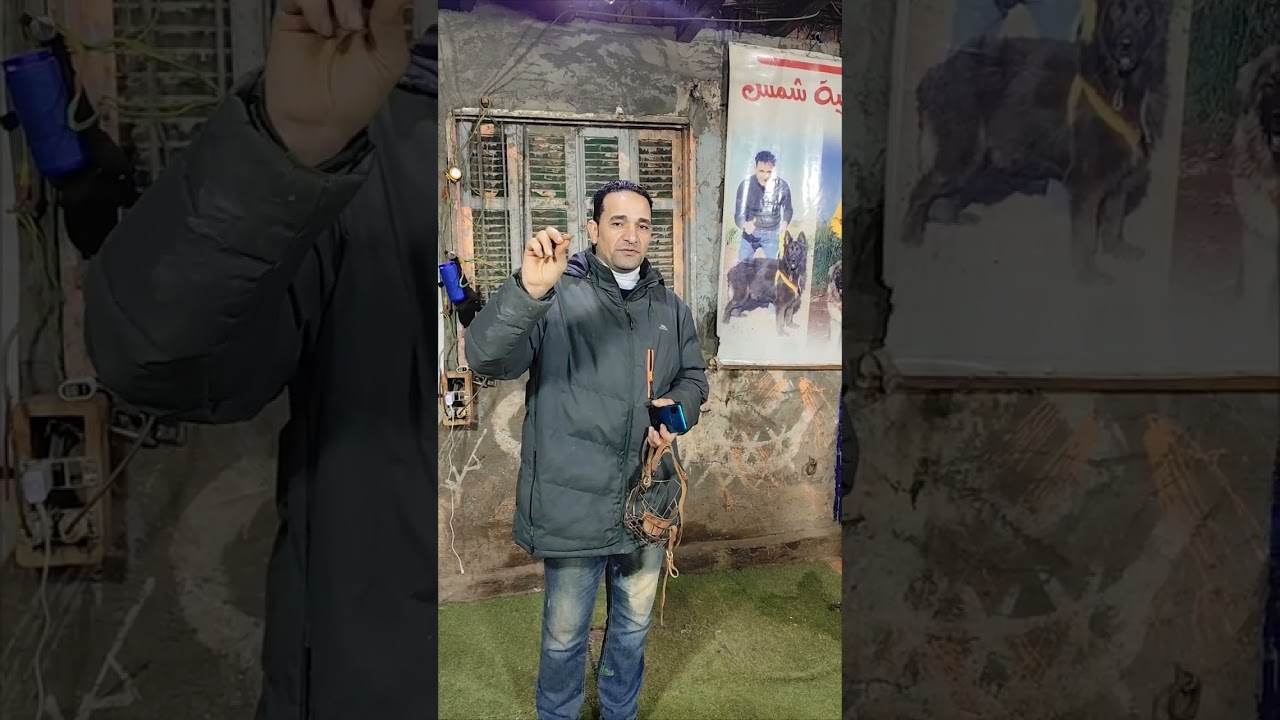 اجمد كلب شرس هيدخل اكاديميه الكابتن شمس لتدريب وتأهيل الكلاب للأمن والحراسة