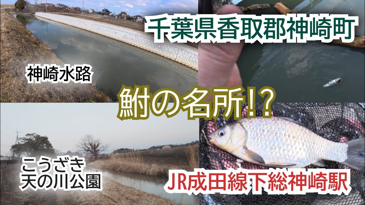 葛飾クチボソ釣行26-02-13下総神崎マブナ