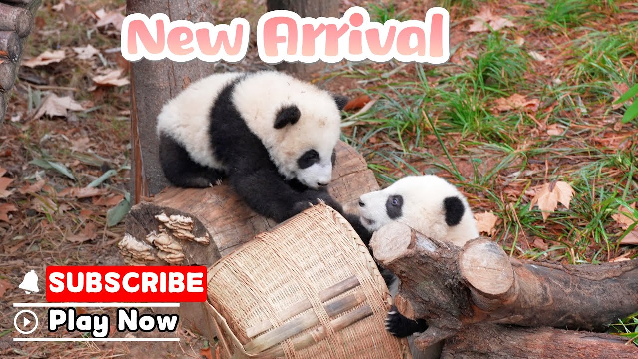 New Panda Dolls Are Released Today | iPanda