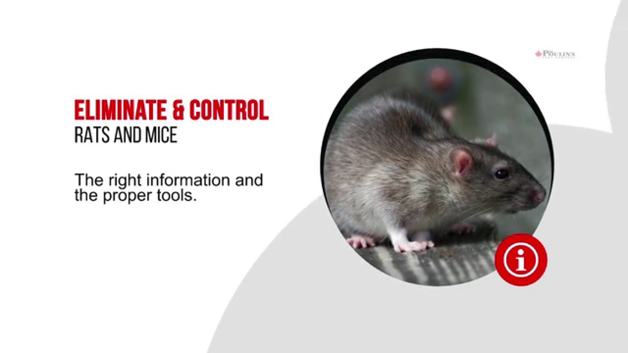 Professional Advice For Rodent Control