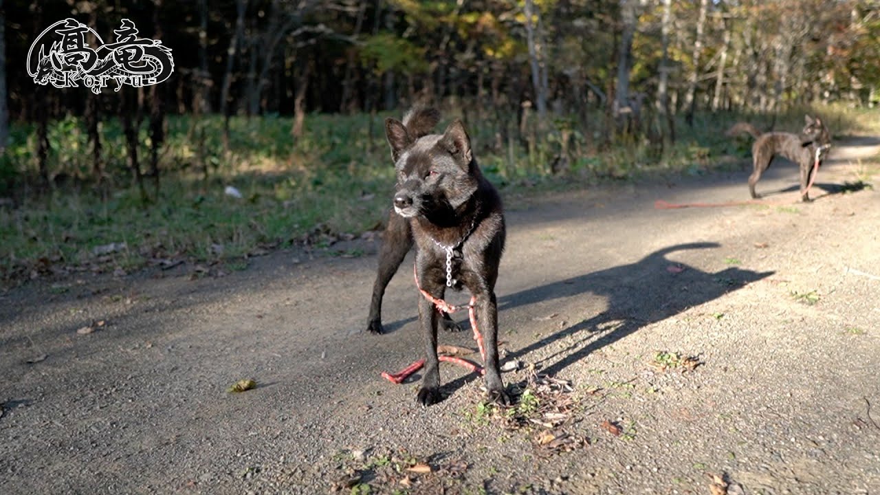北海道甲斐犬単独猟羆撃ち「四日目」4/9