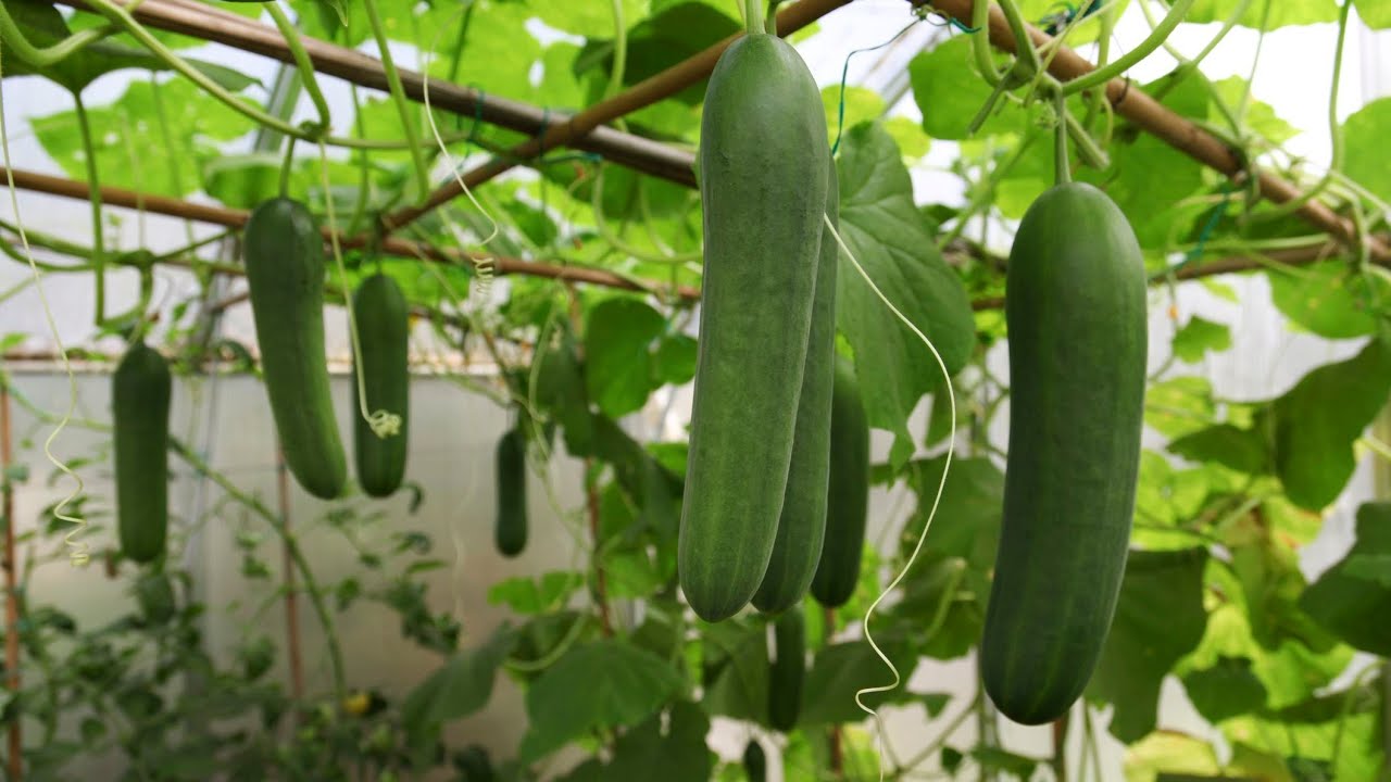 How to Prune Your Cucumber Plants for Best Production | 3G Cutting 🥒🥒🥒 #Cucumbers