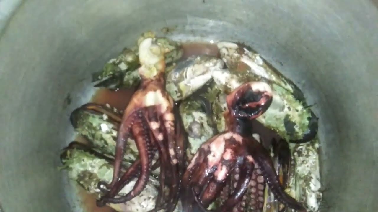طريقة سهلة طيب بيها روطالة تولي زبدا وممين نبدا 🐙🐙🐙🍽️🍹