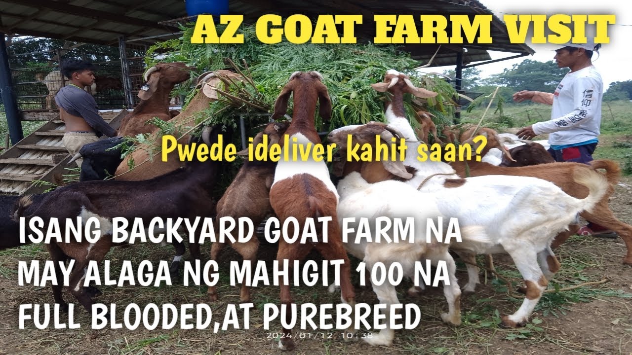Isang Goat Farm na nag aalaga ng daan daang malalahing Kambing..AZ goat farm visit