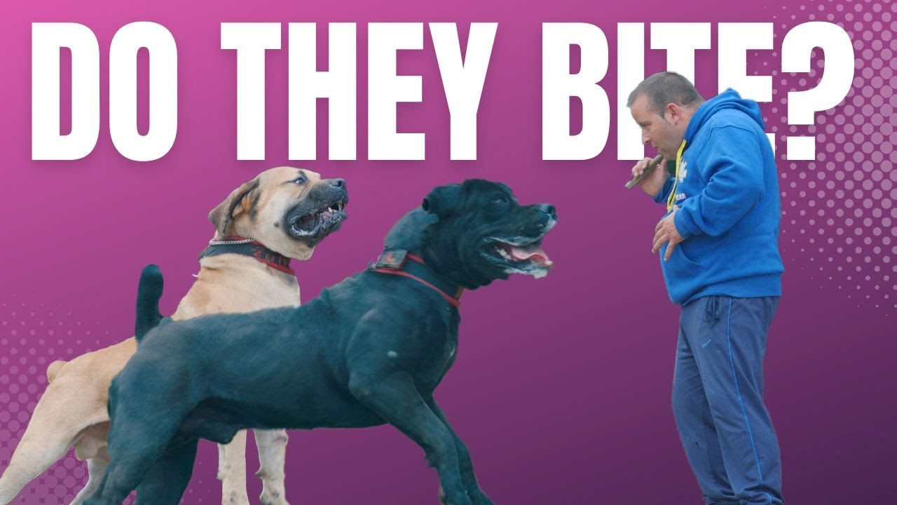 The Real Working Boerboel  (Elite Boerboel Bite Work)