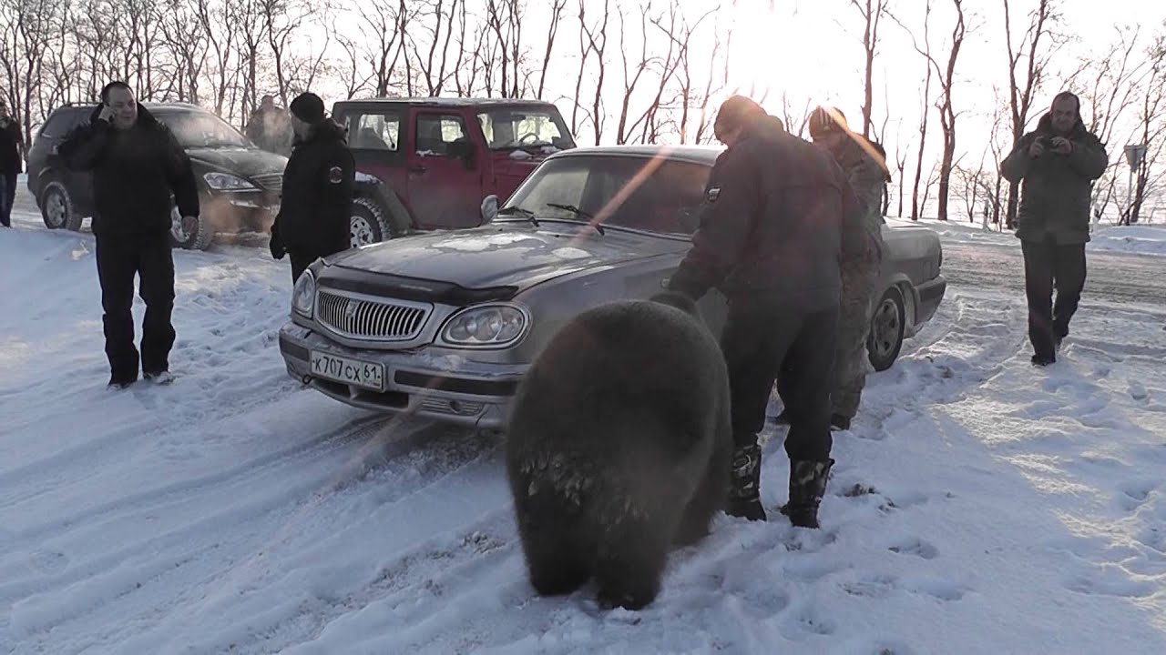 медведь Яшка