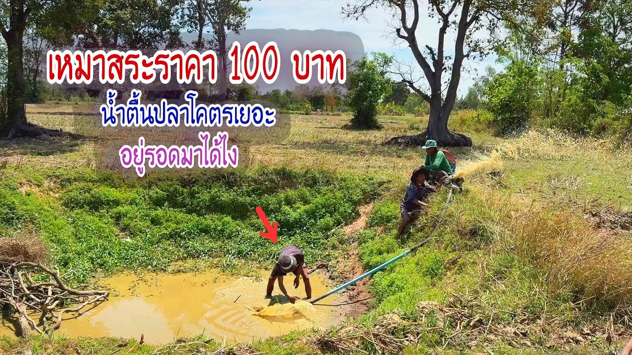 หาดูยากเหมาสระ 100 บาท ซื้อแบบไม่เคยเห็นมาก่อน น้ำตื้นแบบนี้อยู่รอดมาได้ไงปลาโคตรเยอะ