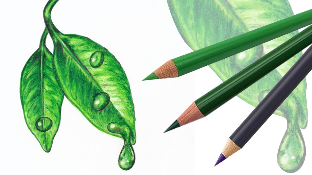 Realistic Leaf Drawing with Dripping Water || Easy Pencil Color Drawing Tutorial