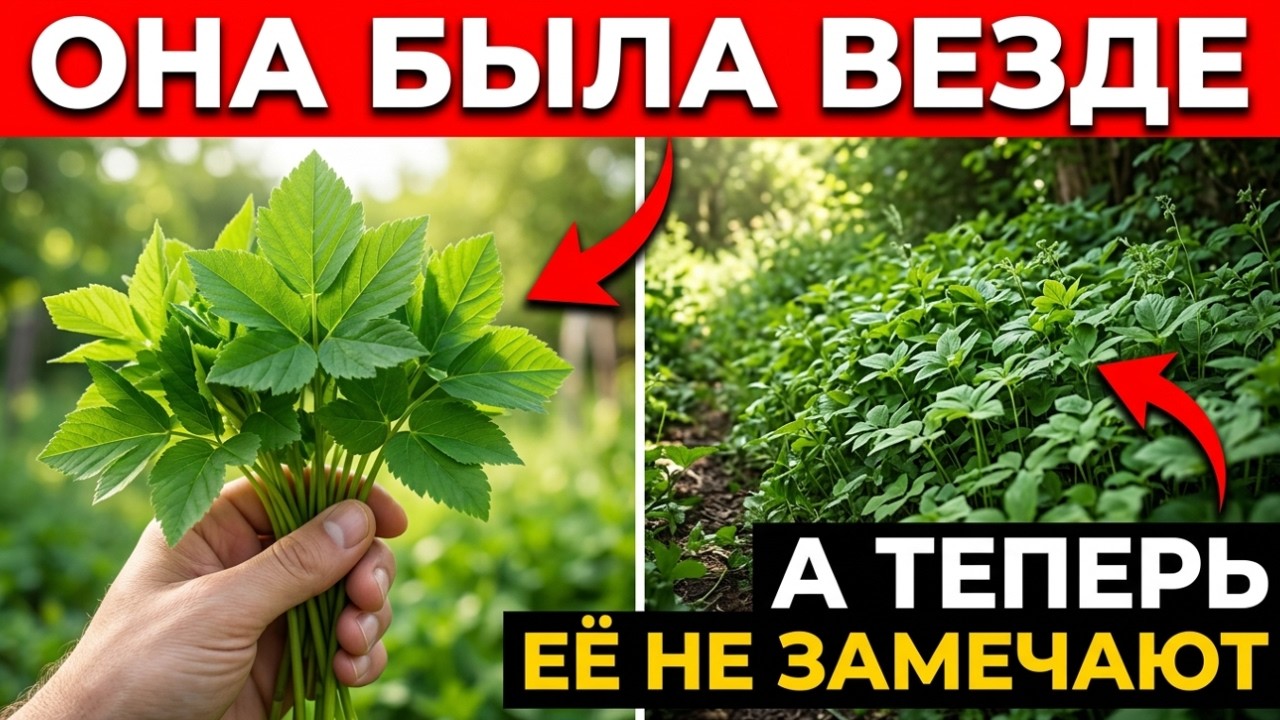 Почему это растение стало врагом вашего огорода? Узнайте правду!