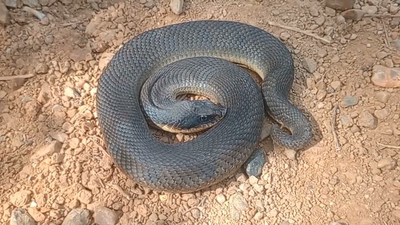 What Is A Spreading Adder? 🐍