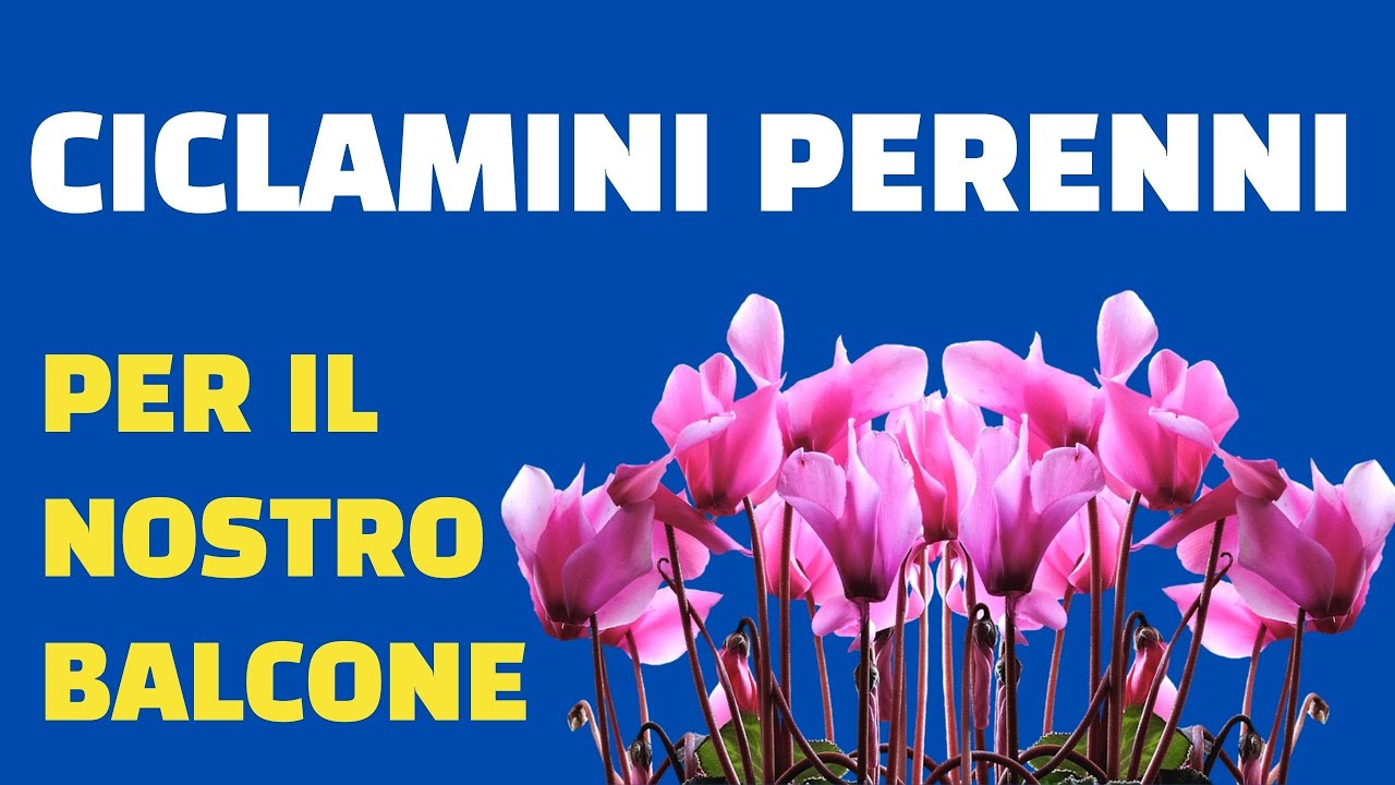 CICLAMINI GENEROSI E PERENNI PER I NOSTRI BALCONI!