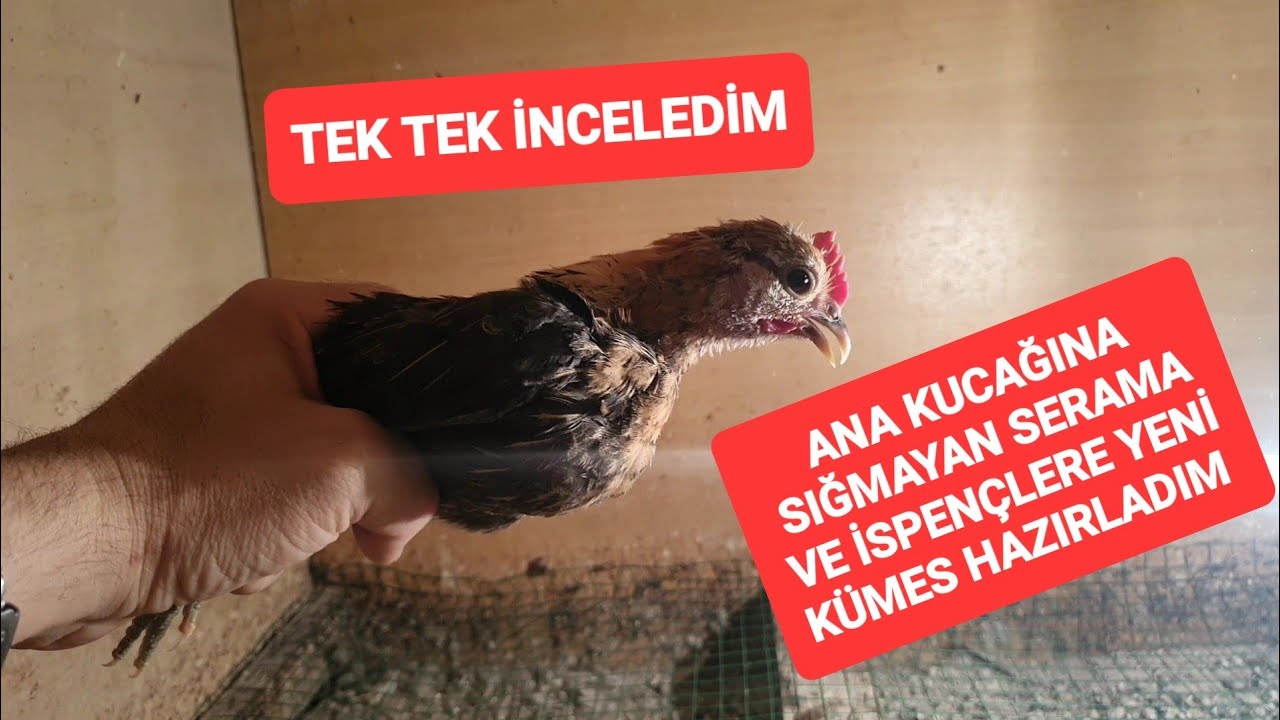 SAKLADIM 5 SERAMA KOCAMAN OLDU KÜMESE TAŞIDIM 