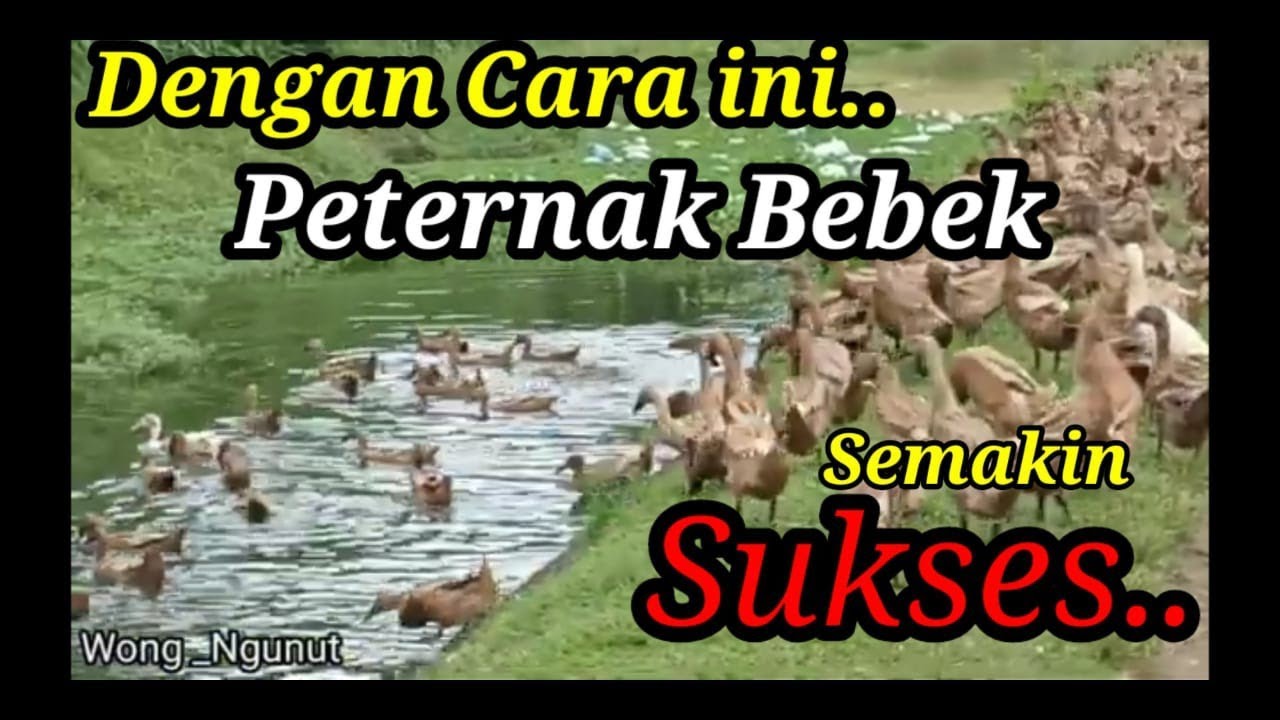bebek petelur //calon bebek petelur yang berkualitas bebas dari kutu dan selalu fit.